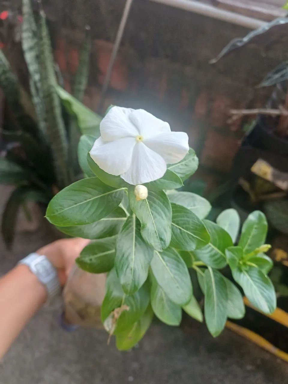 Plantas e mudas de Vinca  - Foto 2