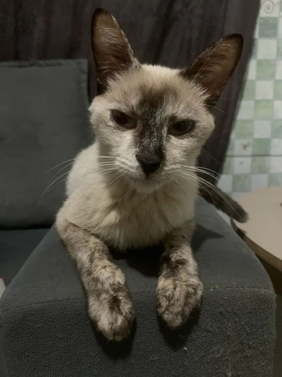 Gatinho