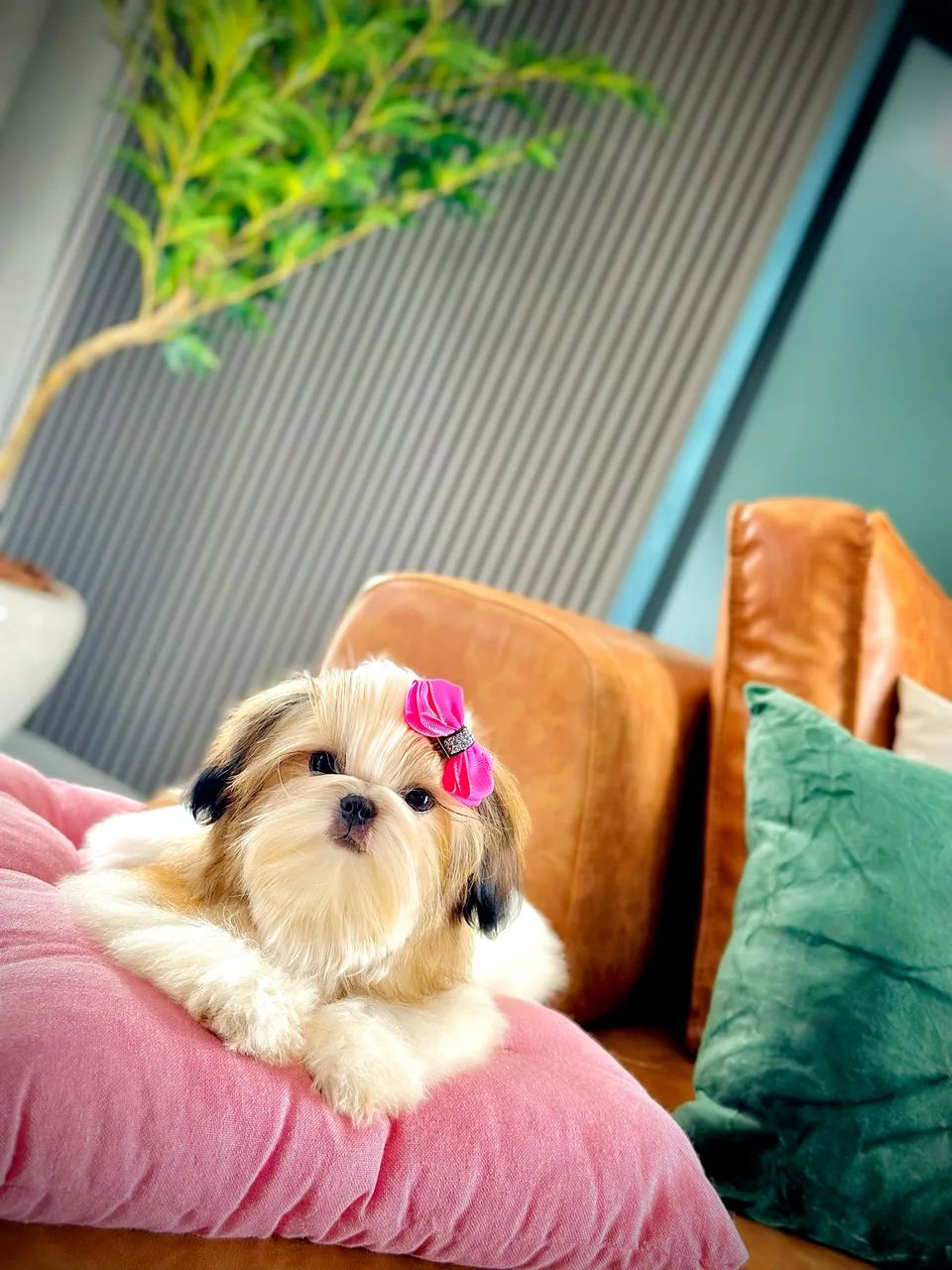 Linda ShihTzu 7 meses 