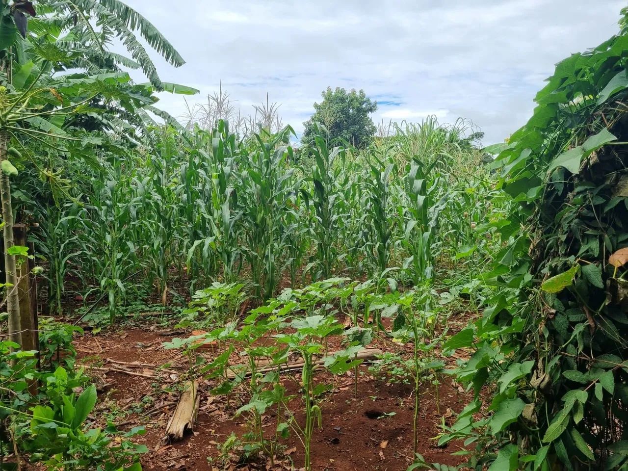 Oportunidade!! Vendo terreno no  Lago Azul   - Foto 10