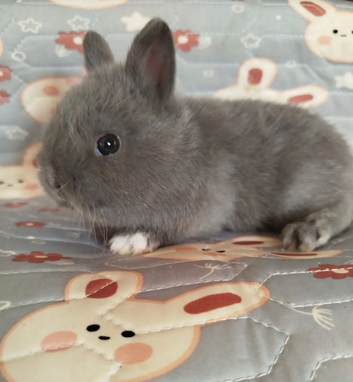 Filhote Coelho Mini - Foto 2