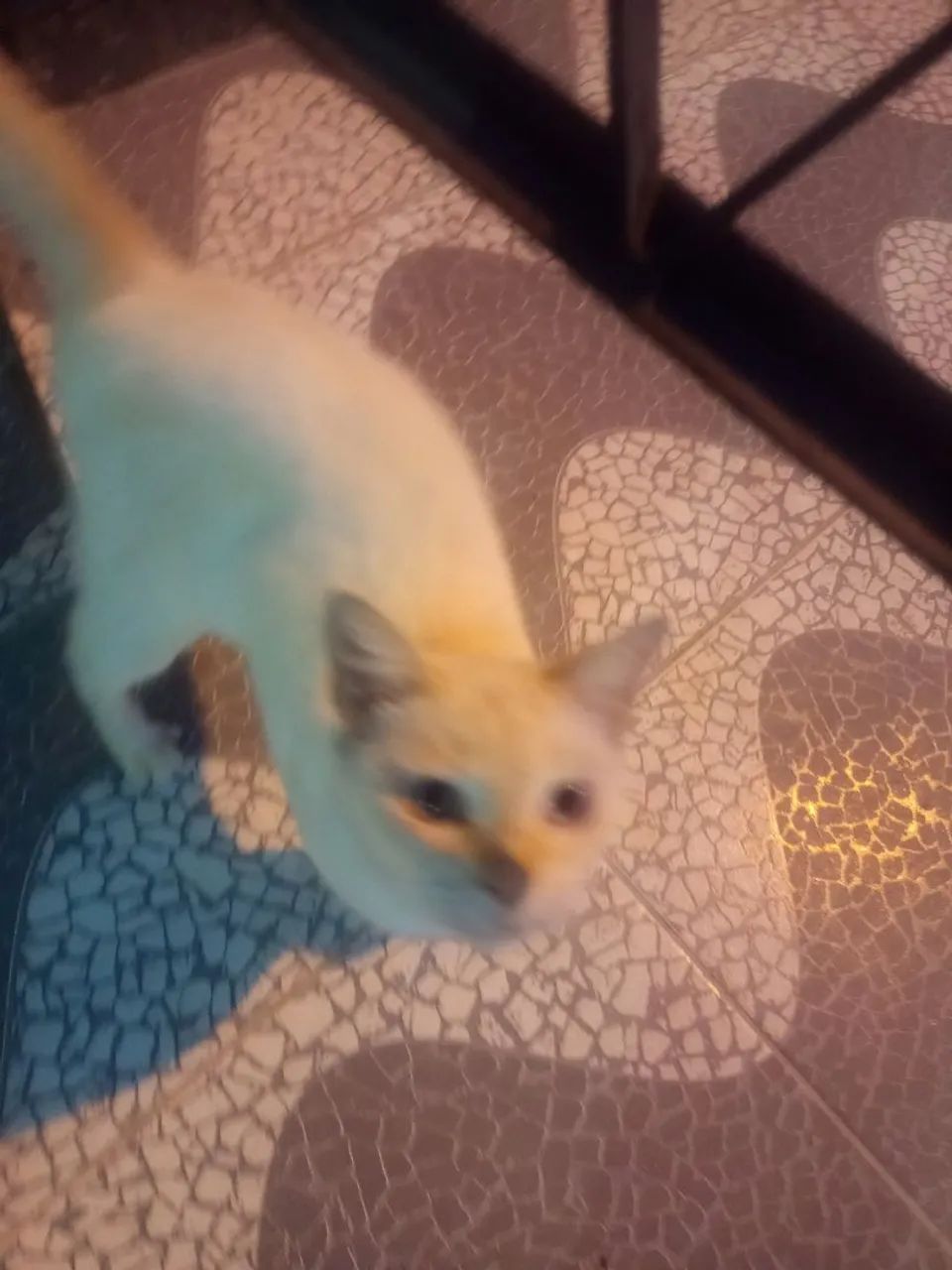 Gatinha  p adoção urgente,  abandonada na rua !  - Foto 2