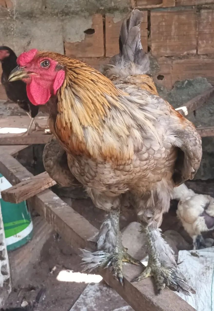 Galinha caipira viva ou abatida na hora. - Foto 6