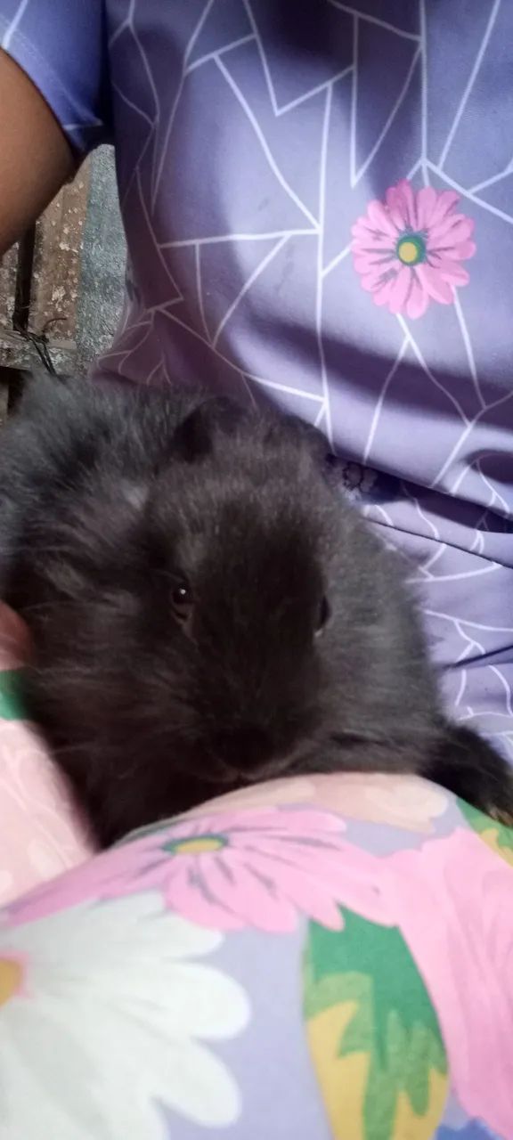 Vende -se  filhotes de coelho - Foto 2