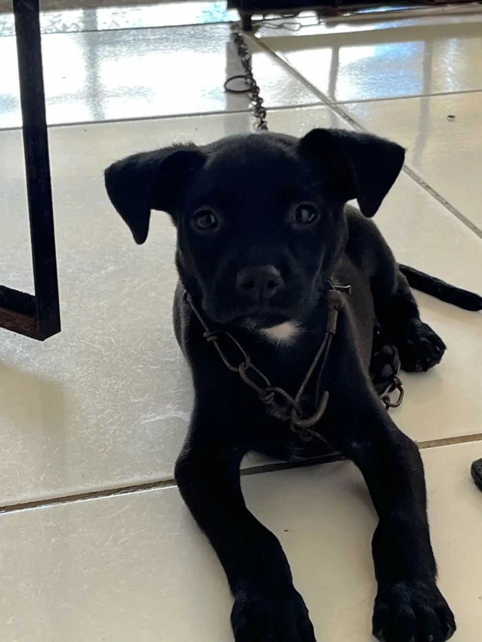 cachorro - Foto 3
