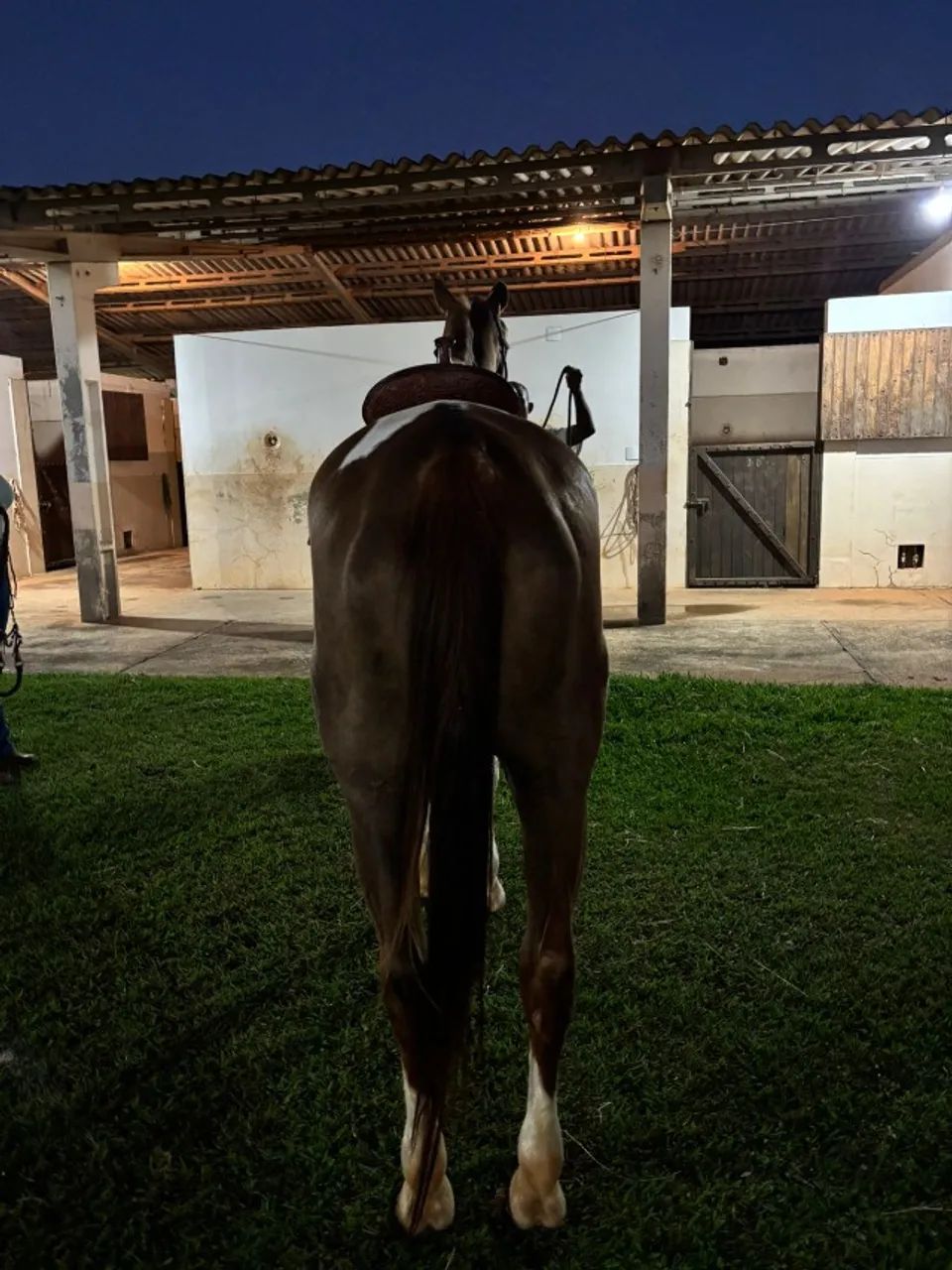 Egua Quarto de Milha para Tambor - Foto 4