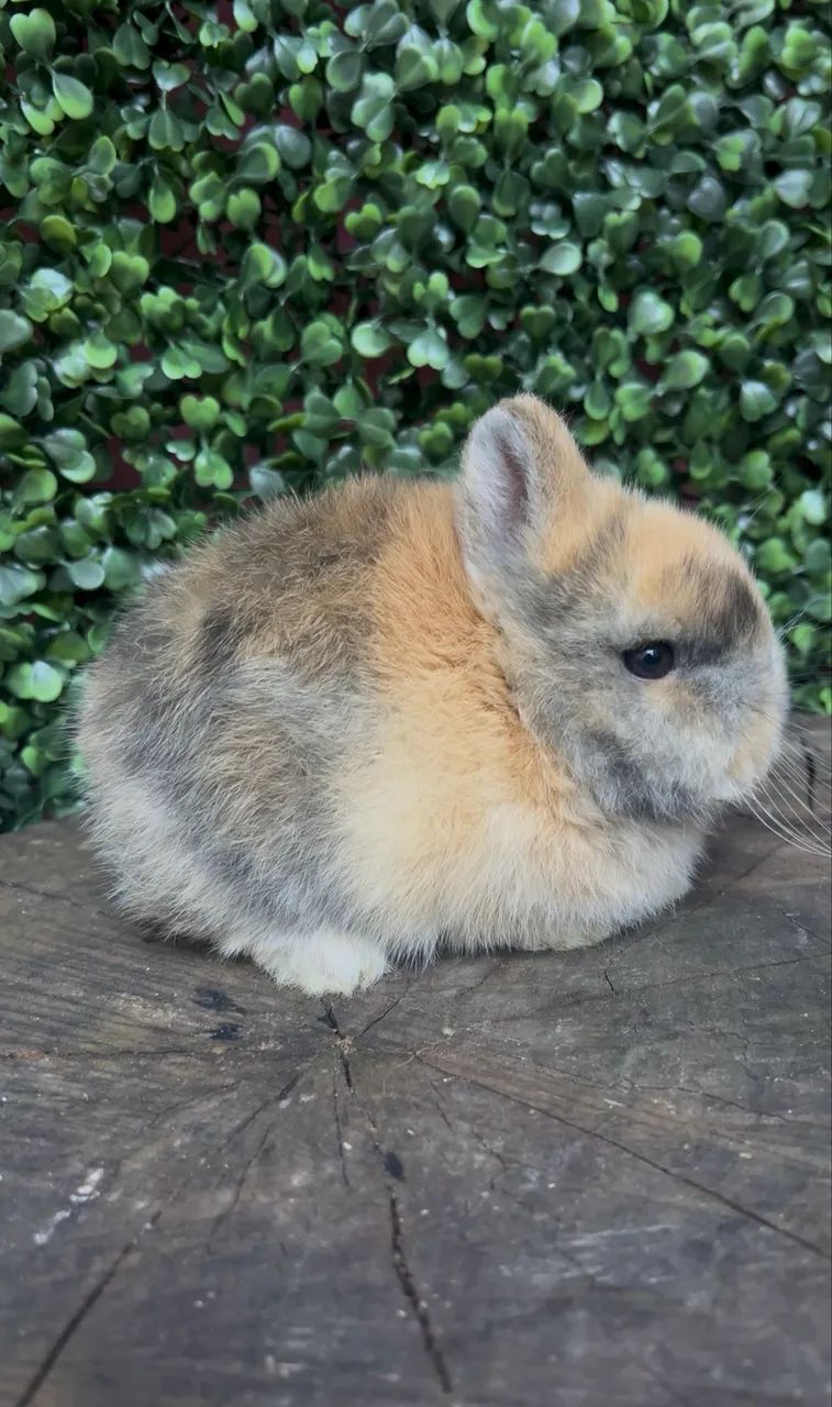 Netherland dwarf  - Foto 3