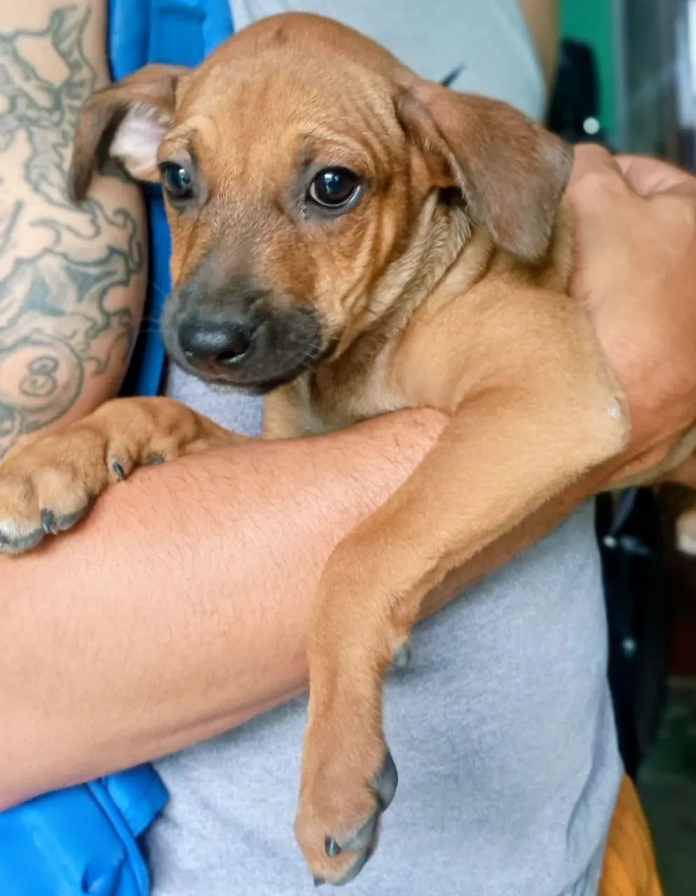 Doando esses cachorrinhos - Foto 4