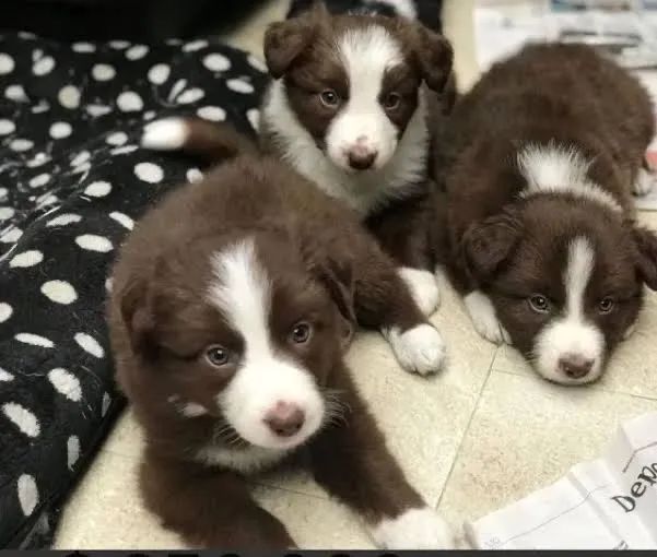 Filhotes de boder collie 
