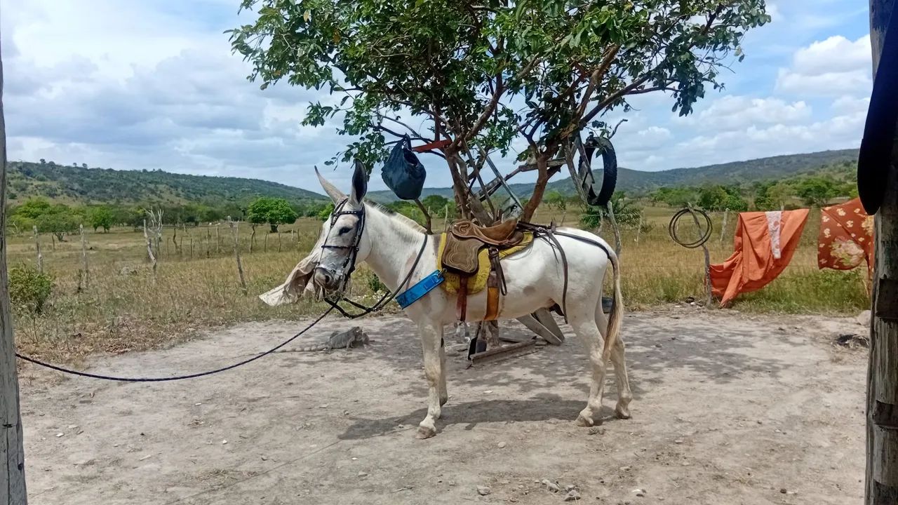 Jegue pega - Foto 2