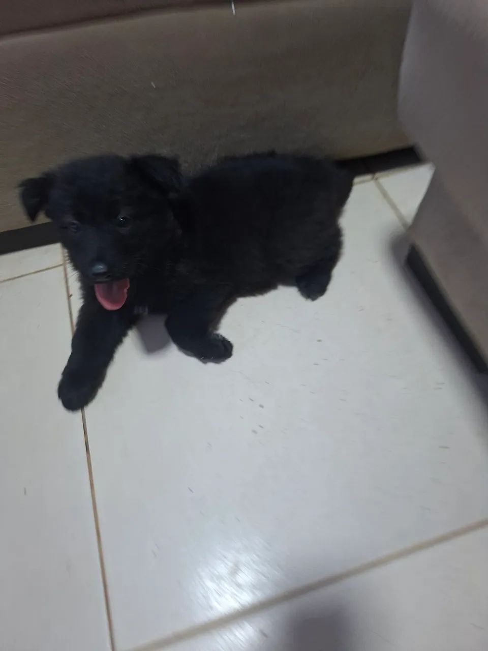 CACHORROS  - Foto 2