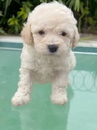 Poodle toy