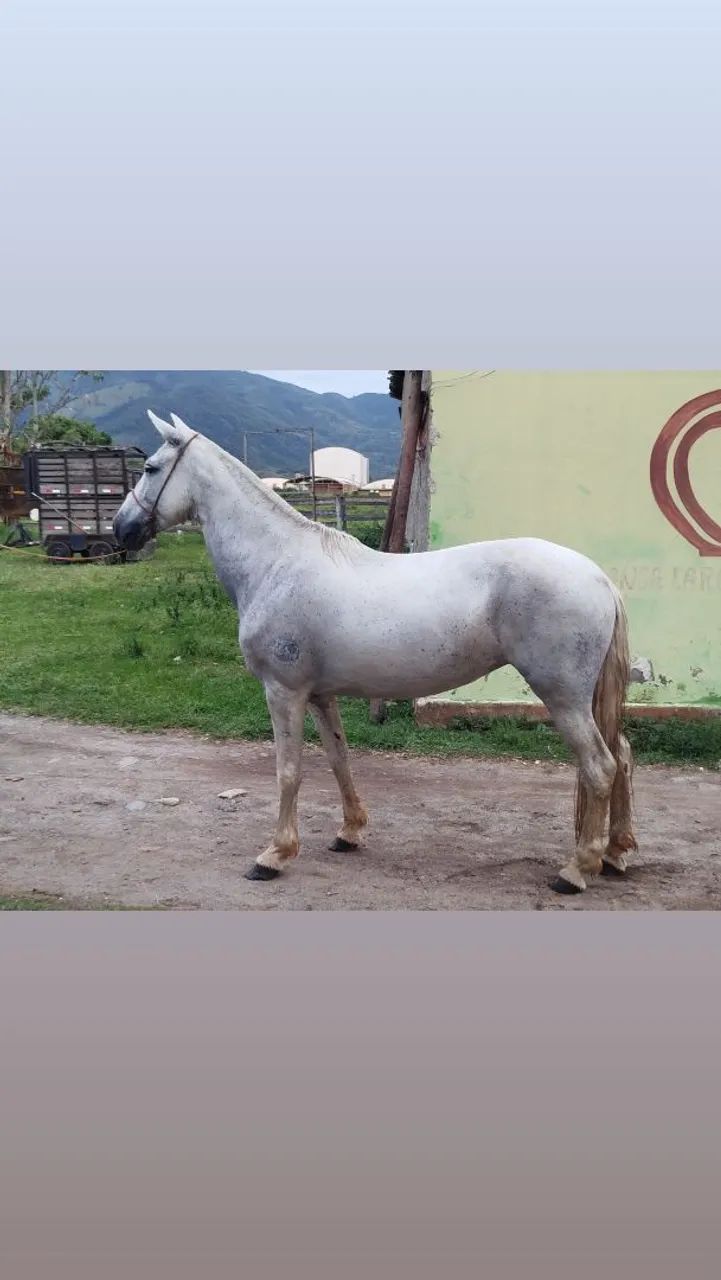 Vendo égua registrada somente pra reprodução 