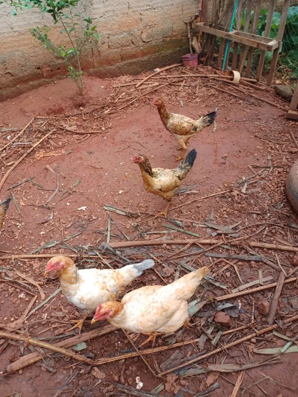 Galinha caipira viva - Foto 3