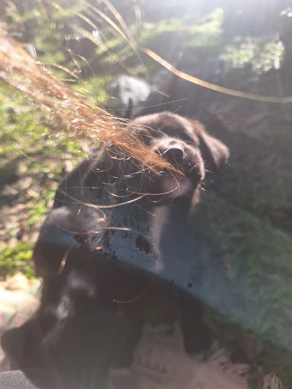Filhotinhos de cachorro  - Foto 3