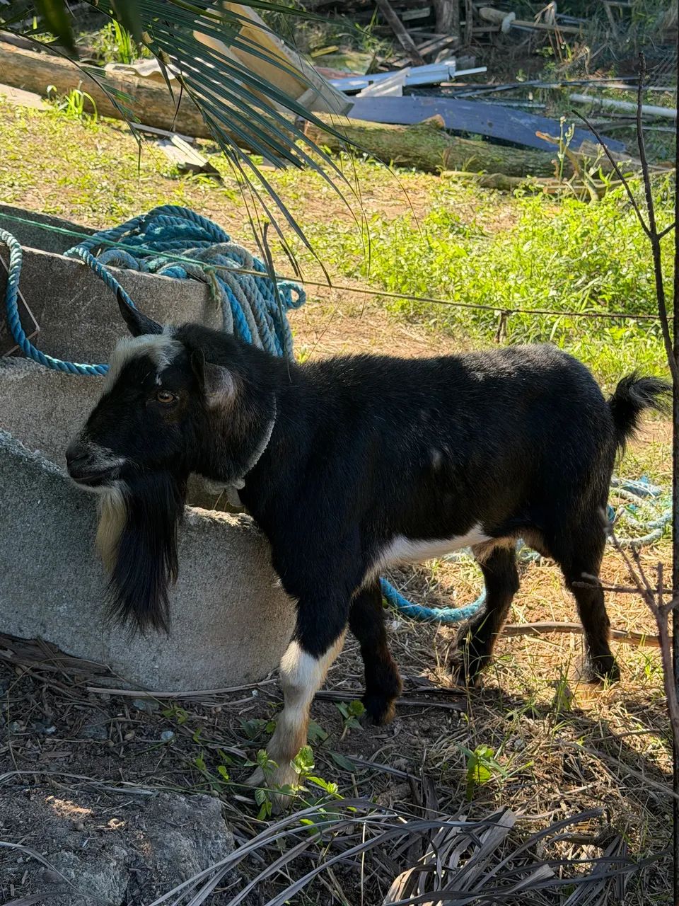 Mini Cabra / Cabrito  - Foto 3