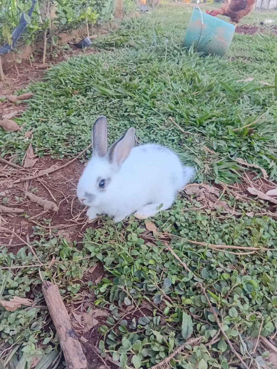 Coelhos comuns - Foto 2