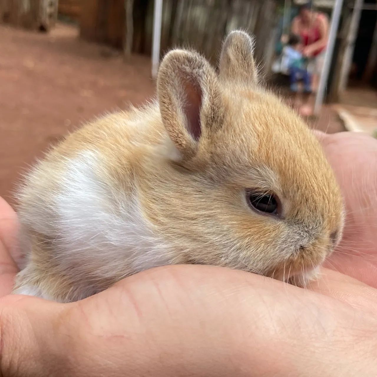 Mini coelhos