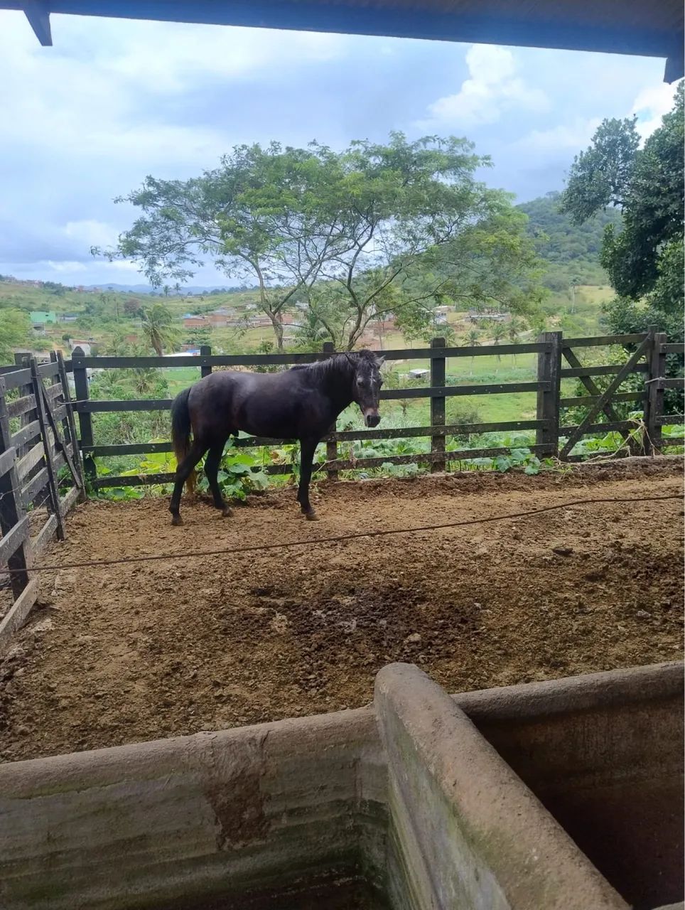 Piquira inteiro  - Foto 2