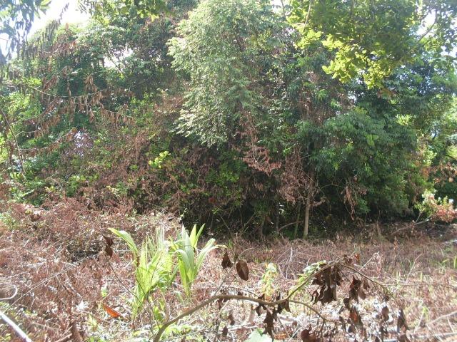Terreno na Rodovia / Ilhéus/Itacaré - Km 25 Loteamento Luzimares Quadra 04 - Lote 32 - Foto 3