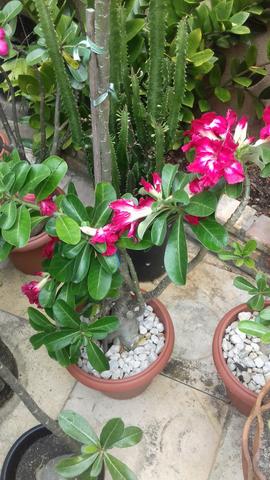 Rosa do deserto