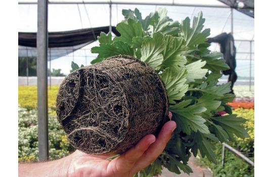 Turfa Sphagnum em Manaus