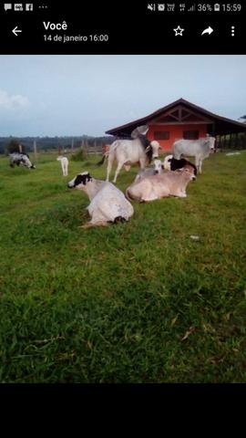 Fazenda - Conchas São Paulo - Foto 16