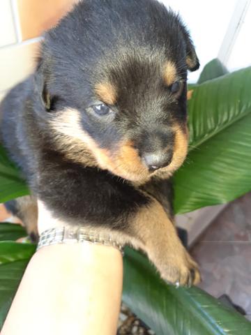 Rottweiler filhotes lindos - Foto 2