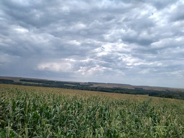 Fazenda de lavoura em Ponta Porã MS - Foto 9