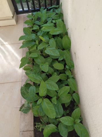 50 Mudas de Maracujá