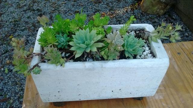 Planta suculenta - Foto 2