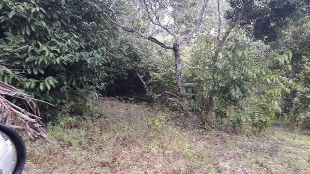 Fazenda em Conde, 18 tarefas - Foto 5