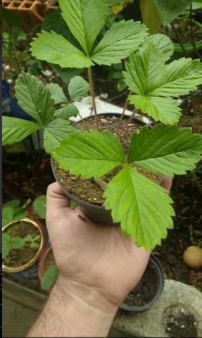 Muda de morango valor R$5.00