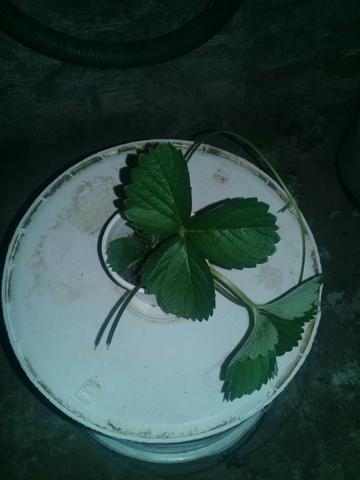 Muda de morango valor R$5.00 - Foto 5