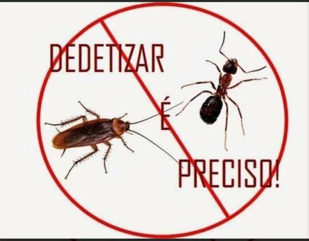 Detetização desinsetização
