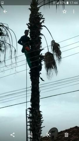 Trabalho com poda e retirada de árvore e remoção dos galhos de árvores - Foto 2