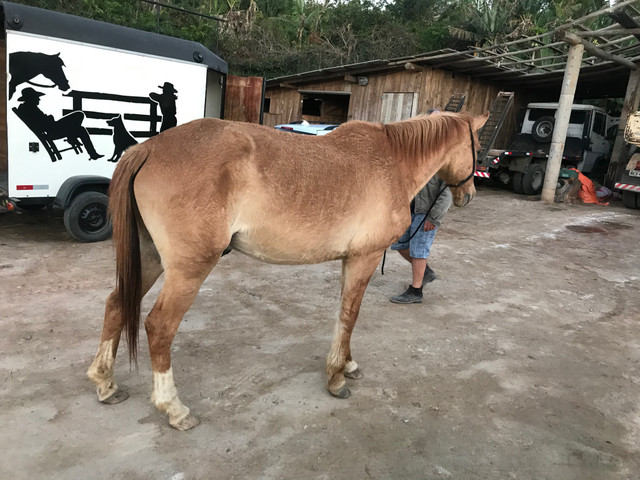 Vendo muito manso para criança - Foto 4
