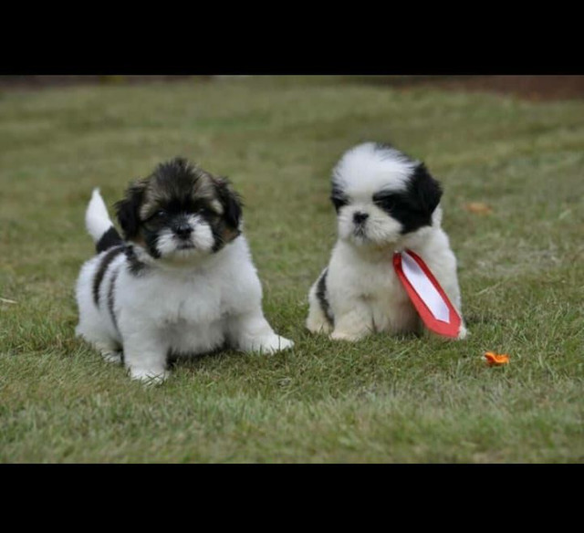 ShihTzu Imperiais Mini