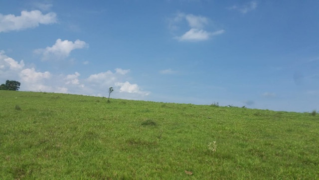 Vendo Excelente Sitio em Torre de Pedra ao lado Fazenda Sao Jorge - Foto 13