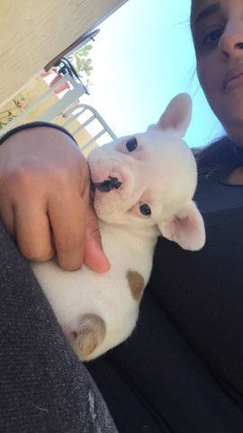 Buldog francês
