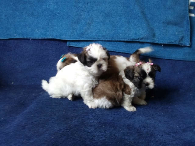 Shih tzu macho fofo