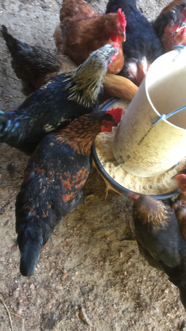 Vendo galos novos caipiras e um brama - Foto 4