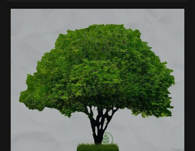 VENDO MUDAS SABIA (SANSÃO DO CAMPO ) - Foto 4