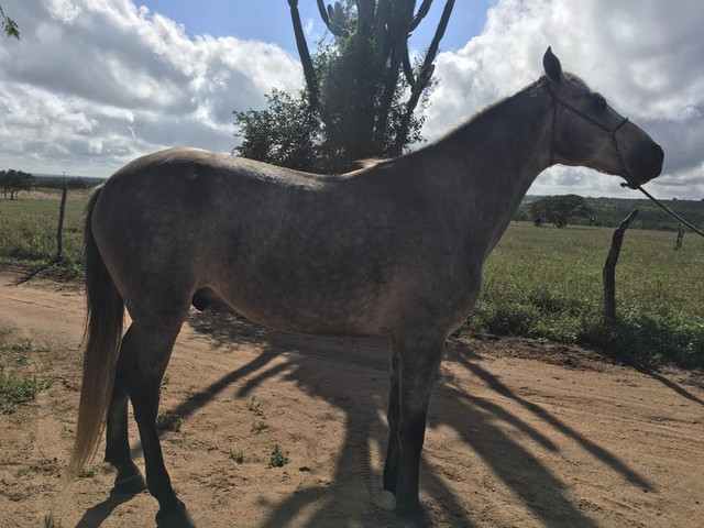 Cavalo Mangalarga Macha picada - Foto 4