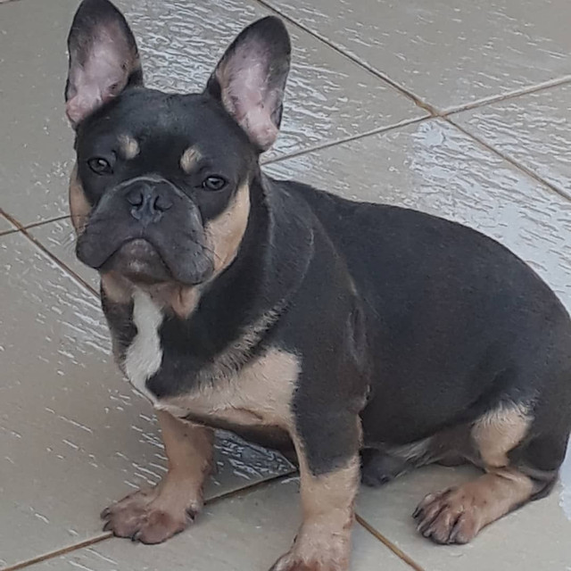 Bulldog francês Blue and tan para inseminação - Foto 4