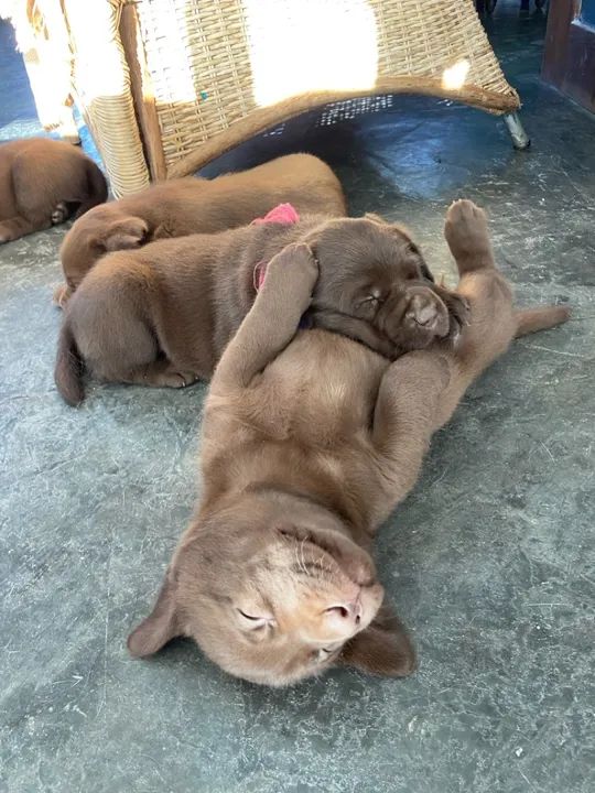 Resta 1!!! Labrador Chocolate - Fêmea de Alta Linhagem - Foto 4