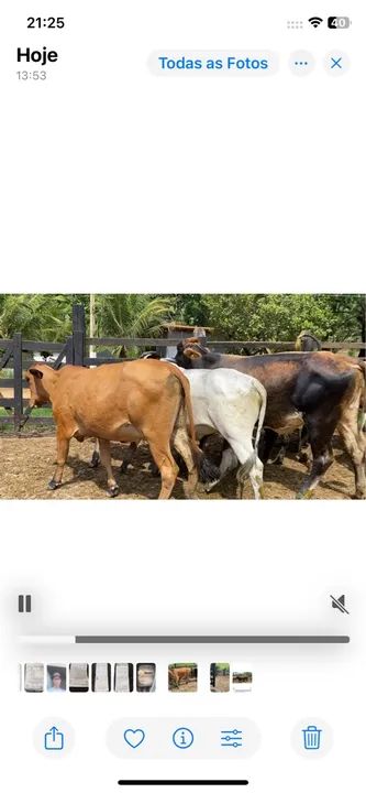 25 Novilhas girolando por R$61,500 e pra vender e nao trocat