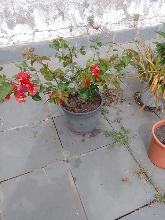 Mudas de Bougainvillea