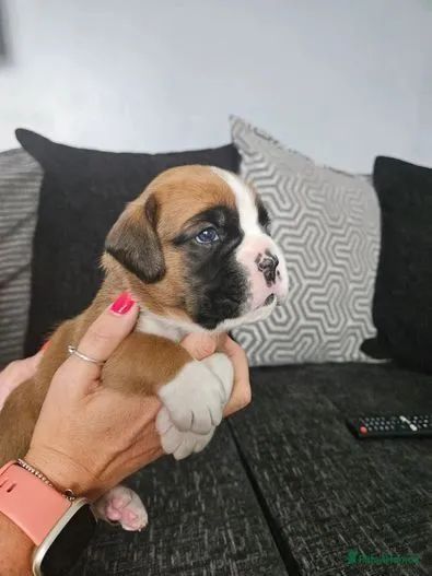 Boxer fofurinhas disponíveis fêmeas e machos 