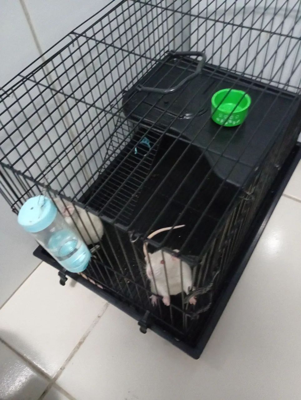 Vendo gaiola+rato+ração 